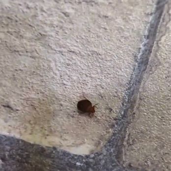 New Spirit Vacation Homes - Bedbug in kitchen - Vacation Rental Agents Near Me - Idyllwild, California