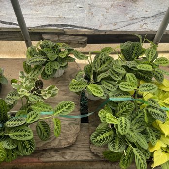 Rosales Nursery - Prayer Plant - Nurseries & Gardening Near Me - Long Beach, California Rosales Nursery - Prayer Plant - Nurseries & Gardening Near Me - Long Beach, California