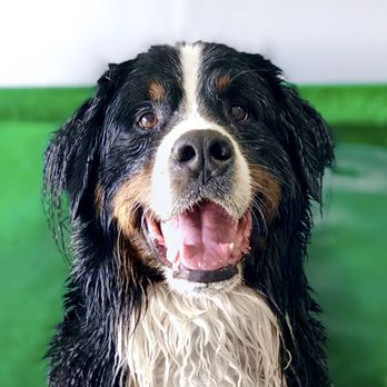 Real World Canine - Pool time with Lincoln - Pet Training Near Me - Reno, Nevada