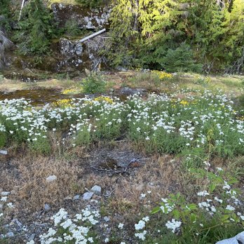 Box Canyon Overlook - Some wildflowers on the trail - Hiking Near Me - Packwood, Washington Box Canyon Overlook - Some wildflowers on the trail - Hiking Near Me - Packwood, Washington