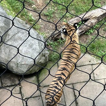 Zoo Knoxville - Tiger - Zoos Near Me - Knoxville, Tennessee Zoo Knoxville - Tiger - Zoos Near Me - Knoxville, Tennessee