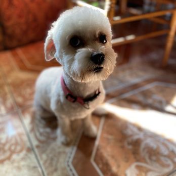 Modern Pooch - After - Pet Groomers Near Me - South El Monte, California Modern Pooch - After - Pet Groomers Near Me - South El Monte, California