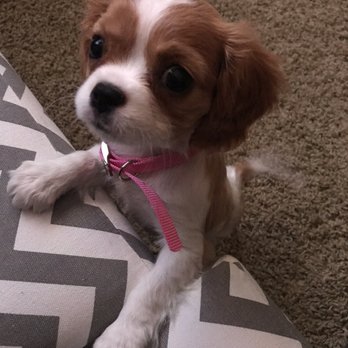 Puppyland - Nani pup! - Pet Breeders Near Me - Puyallup, Washington Puppyland - Nani pup! - Pet Breeders Near Me - Puyallup, Washington