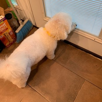 Petite Pet Gallery - This is another photo where you can see where the blood bled through. - Pet Groomers Near Me - Brentwood, Maryland Petite Pet Gallery - This is another photo where you can see where the blood bled through. - Pet Groomers Near Me - Brentwood, Maryland