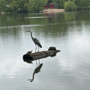 Fort Collins City Park - Herron and turtles - Parks Near Me - Fort Collins, Colorado