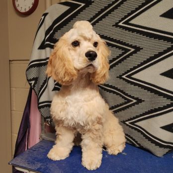 Renae's Pet Grooming - Pet Groomers Near Me - Calhoun, Missouri Renae's Pet Grooming - Pet Groomers Near Me - Calhoun, Missouri