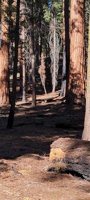 Tharp's Log by null