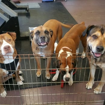 All Groomed Up - Monty, Charlie,  Lola, Bogart - Pet Groomers Near Me - Saugerties, New York