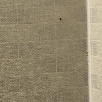 SpringHill Suites By Marriott - Ant crawling on the wall - Hotels Near Me - Elmhurst, Illinois