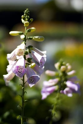 C & S Nursery by null