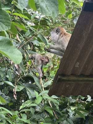 Tropical Spice Garden by null