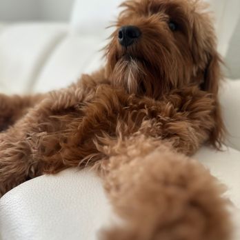 Dogs By Cindy - Dogs - Pet Groomers Near Me - Las Vegas, Nevada Dogs By Cindy - Dogs - Pet Groomers Near Me - Las Vegas, Nevada