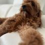 Dogs By Cindy