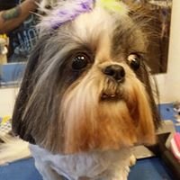 Furside Pet Grooming by null
