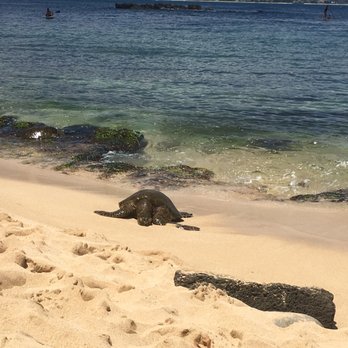 Hawaii Turtle Tours - sleeping turtles - Tours Near Me - Honolulu, Hawaii