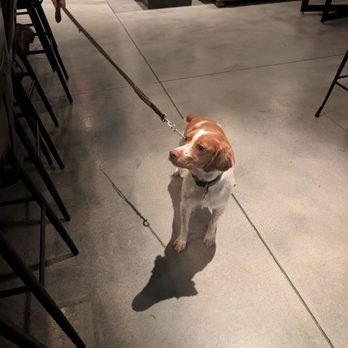 Goldwater Brewing - my new friend Zappa - Breweries Near Me - Tempe, Arizona Goldwater Brewing - my new friend Zappa - Breweries Near Me - Tempe, Arizona