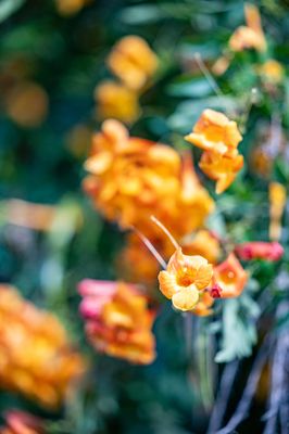 Andy's Orchard by null