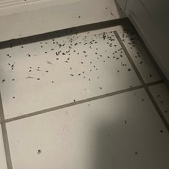 Associa - SEWER FLIES IN THE CONDO FOR OVER 22 DAYS NOW ASS ASSOCIA HASNT DONE ANYTHING - Property Management Near Me - Richardson, Texas