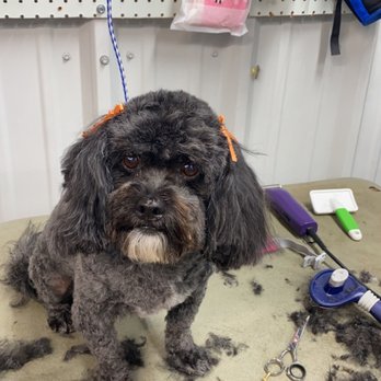 Outlaw Paws Spaw - Jj looked beautiful after we cleaned her up - Pet Groomers Near Me - Flora Vista, New Mexico Outlaw Paws Spaw - Jj looked beautiful after we cleaned her up - Pet Groomers Near Me - Flora Vista, New Mexico