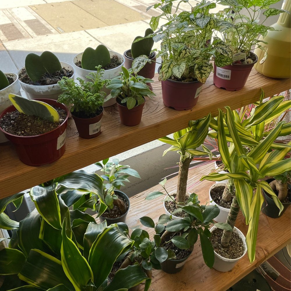 Zonkey - Plants - Toy Stores Near Me - San Jose, California Zonkey - Plants - Toy Stores Near Me - San Jose, California