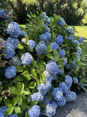 Blithewold Manor, Gardens & Arboretum by null