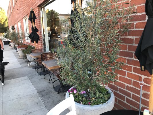 Pascal on Beverly by null