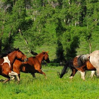 Del's Triangle 3 Ranch - Horseback Riding Near Me - Clark, Colorado Del's Triangle 3 Ranch - Horseback Riding Near Me - Clark, Colorado