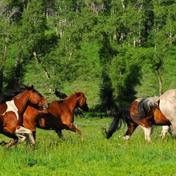 Del's Triangle 3 Ranch