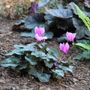 Shooting Star Gardens