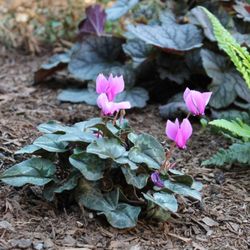 Shooting Star Gardens