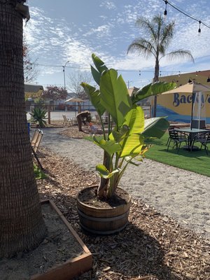 The Backyard by null