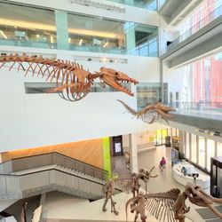 University of Michigan Museum of Natural History