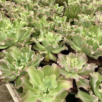Florida Cactus - Nurseries & Gardening Near Me - Apopka, Florida Florida Cactus - Nurseries & Gardening Near Me - Apopka, Florida