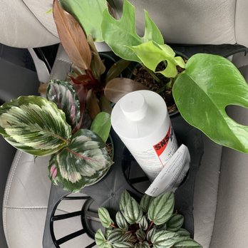 Exotic Plants - Plants and insecticide - Nurseries & Gardening Near Me - Sacramento, California Exotic Plants - Plants and insecticide - Nurseries & Gardening Near Me - Sacramento, California