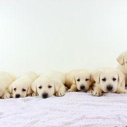 Labpups - Yellow Lab puppies for sale