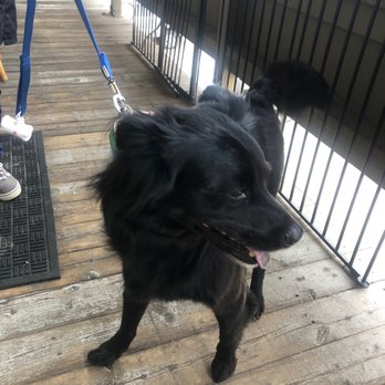 Vail Valley Pet Groomers - Juniors new haircut - Pet Groomers Near Me - Edwards, Colorado Vail Valley Pet Groomers - Juniors new haircut - Pet Groomers Near Me - Edwards, Colorado