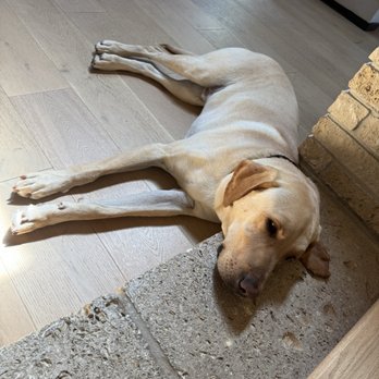 Club K9 - Kevin exhausted after playing at Club K9 - Pet Boarding Near Me - Castro Valley, California Club K9 - Kevin exhausted after playing at Club K9 - Pet Boarding Near Me - Castro Valley, California