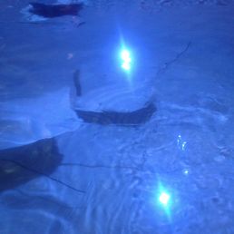 Rays in the touch tank at the Atlantic City Aquarium.