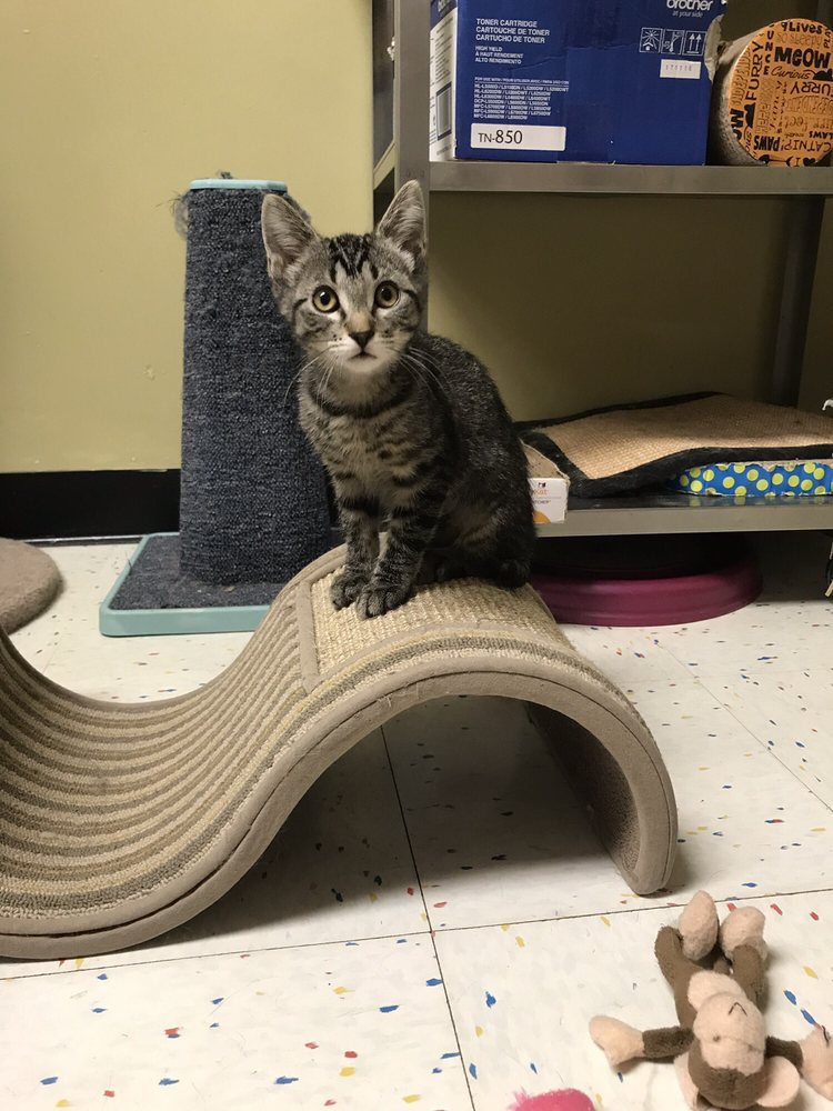 PAWS HUMANE SOCIETY 14 Photos Rockford, Illinois Pet Adoption