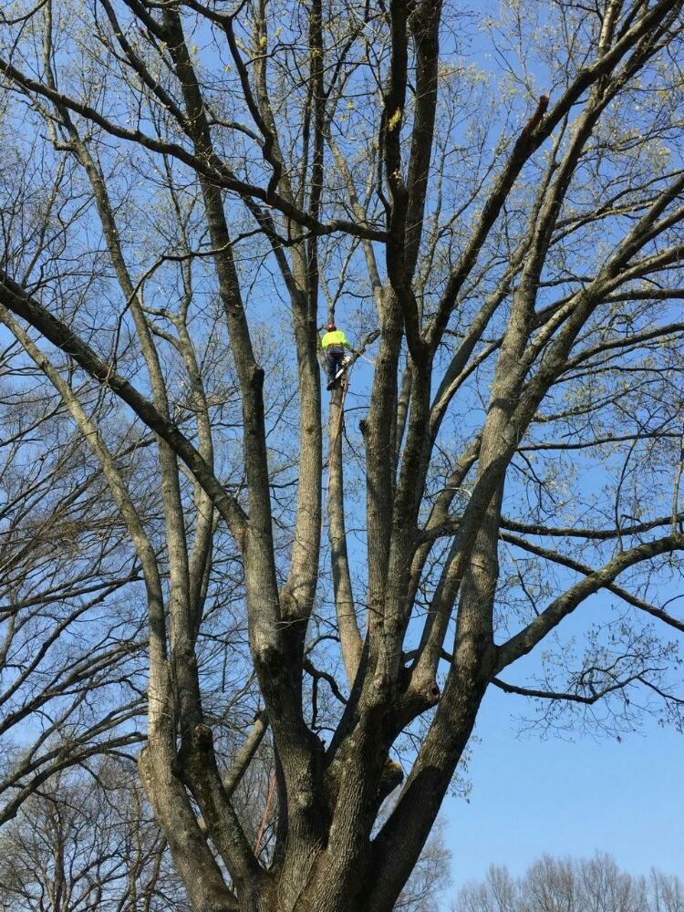 Arbor Country Tree Service - tree service in Collierville, TN