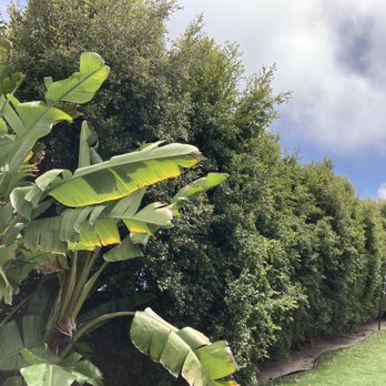 Pro Trees - Super tall and neglected hedge. - Tree Services Near Me