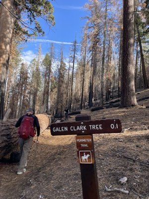 Mariposa Grove by null