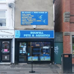 adult small dog food