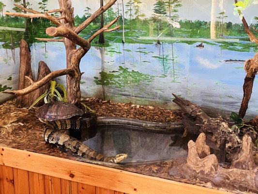 Edisto Island Serpentarium by null