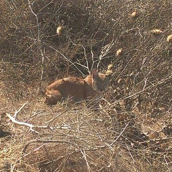 Powder Canyon - Baby Mountain Lion (2017) - Hiking Near Me - La Habra Heights, California Powder Canyon - Baby Mountain Lion (2017) - Hiking Near Me - La Habra Heights, California