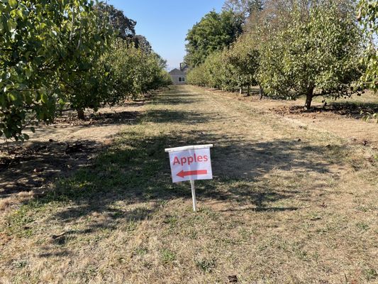 Bells Orchard by null