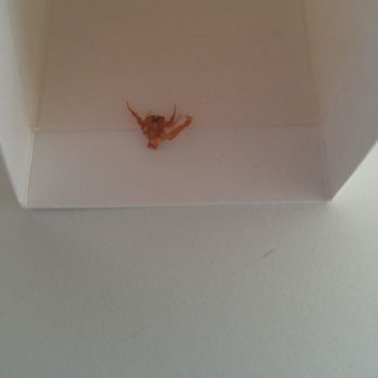 Arizona Elite Properties - Juvenile scorpion in glue trap INSIDE home after 3 treatments from pest control company. - Real Estate Agents Near Me - Chandler, Arizona
