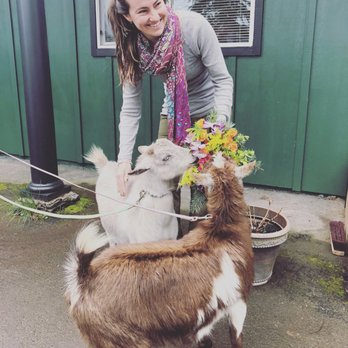 Shrink Ray Farms - Om-Nom and Nibbles surprised me with goat gram flowers on my birthday! So cute! - Petting Zoos Near Me Shrink Ray Farms - Om-Nom and Nibbles surprised me with goat gram flowers on my birthday! So cute! - Petting Zoos Near Me