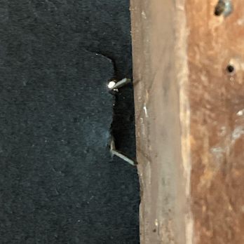 Alfredos Drywall and Plaster - Seeing daylight through your tarpaper is not good. - Drywall Installation & Repair Near Me