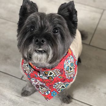 K & A  Grooming - Pet Groomers Near Me - Pflugerville, Texas